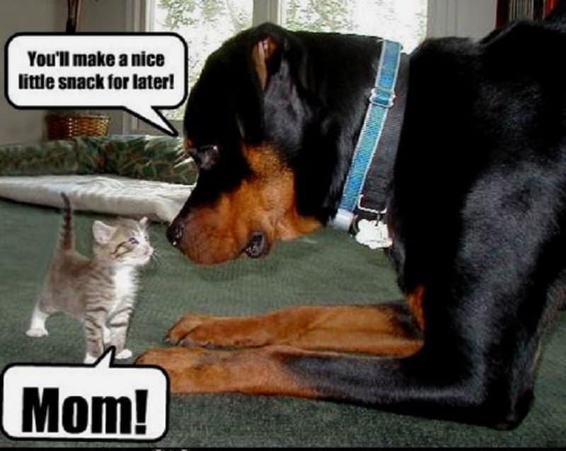 healthy pets and animal